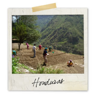Planting trees