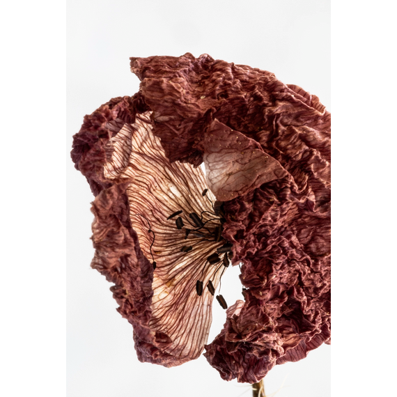 Angela Laganà - Rephair Mask | Rebuilding Hair Mask - image 2 | Amazingy