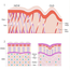 Josh Rosebrook - Bioidentical Collagen Serum - image 4 | Amazingy