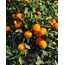 Smoothiebody Bath Red Mandarin